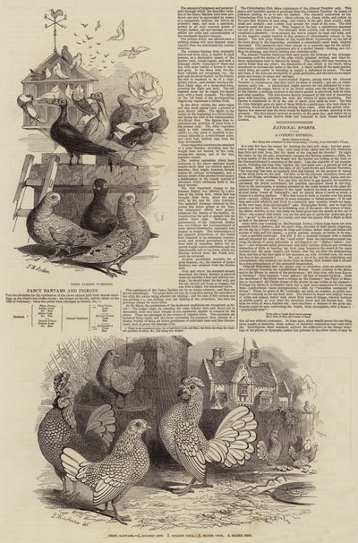 Fancy Bantams and Pigeons by John Wykeham Archer
